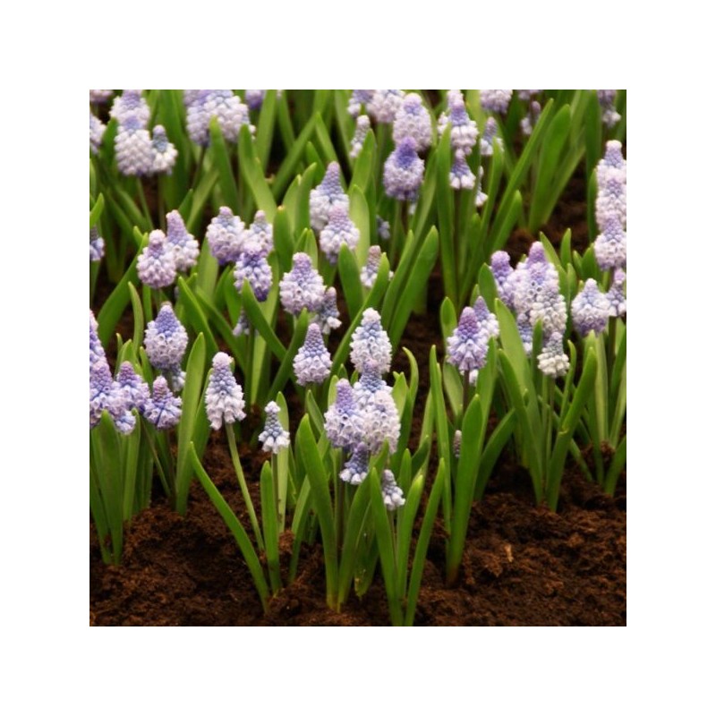 Muscari azureum Muscari azureum
