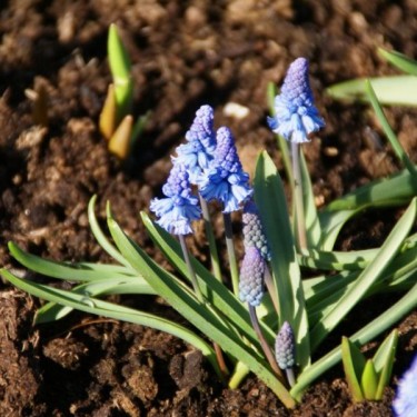 Muscari azureum Muscari azureum