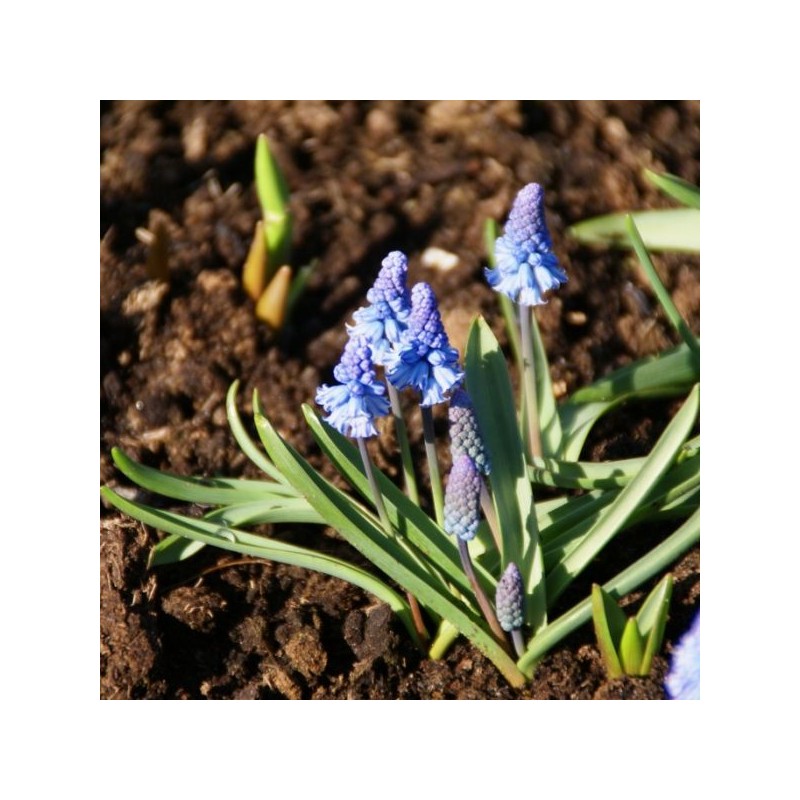 Muscari azureum Muscari azureum