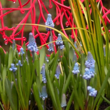 Muscari azureum Muscari azureum