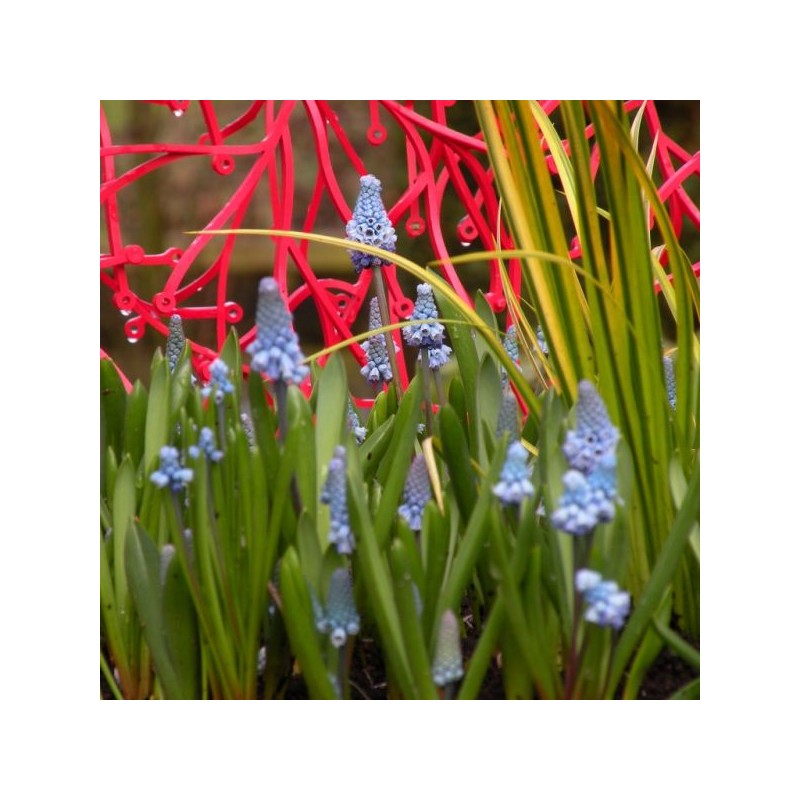 Muscari azureum Muscari azureum