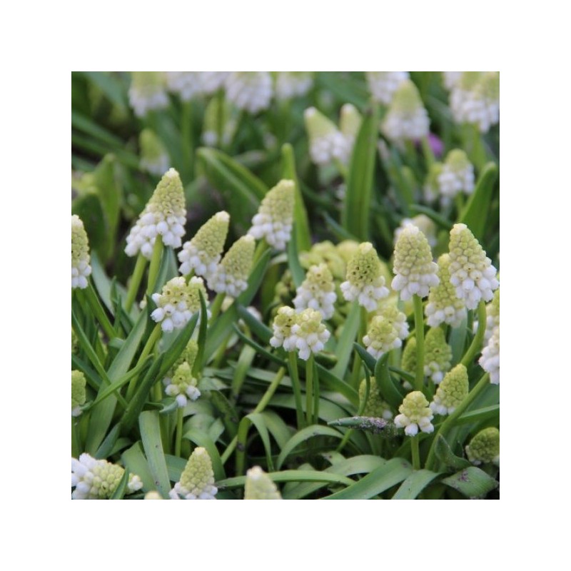 Muscari azureum 'Album' Muscari azureum 'Album'