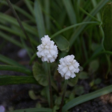 Muscari azureum 'Album' Muscari azureum 'Album'