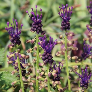 Muscari comosum Muscari comosum