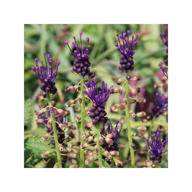 Muscari comosum Muscari comosum