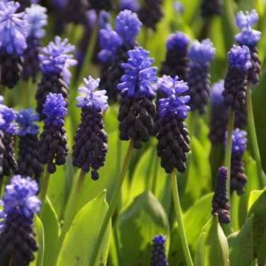 Muscari latifolium Muscari latifolium