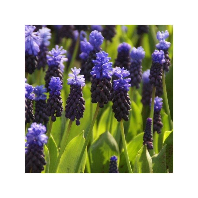 Muscari latifolium Muscari latifolium