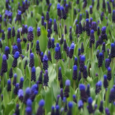 Muscari latifolium Muscari latifolium