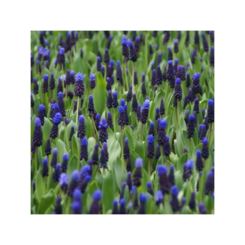 Muscari latifolium Muscari latifolium