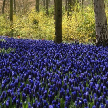 Muscari latifolium Muscari latifolium