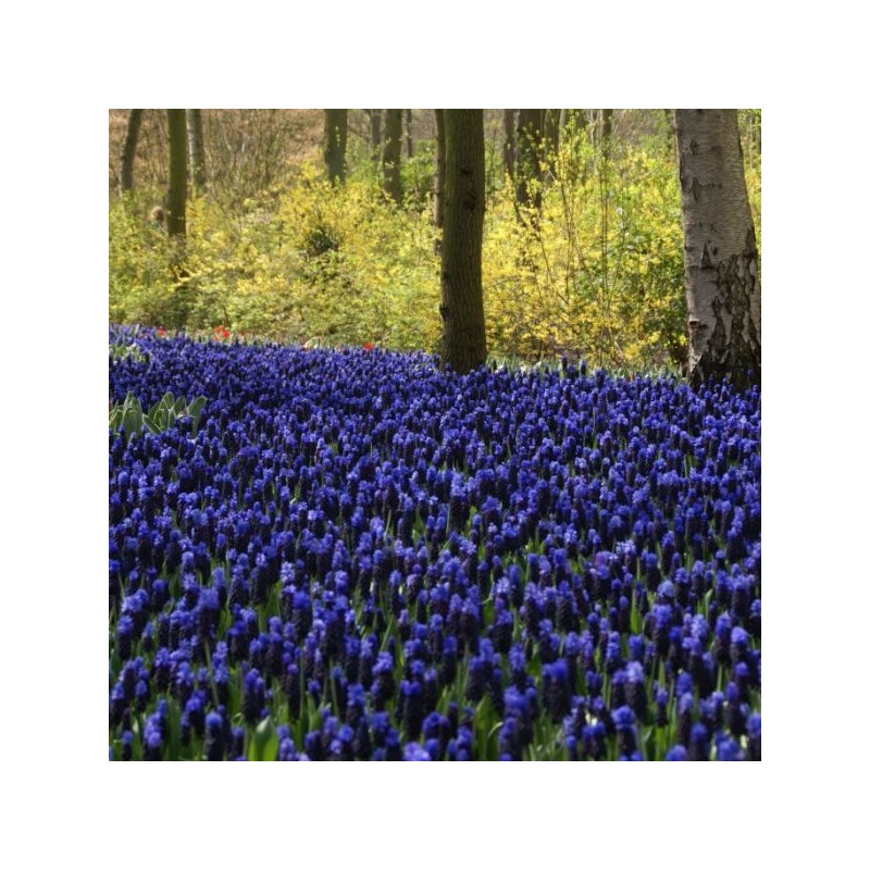 Muscari latifolium Muscari latifolium