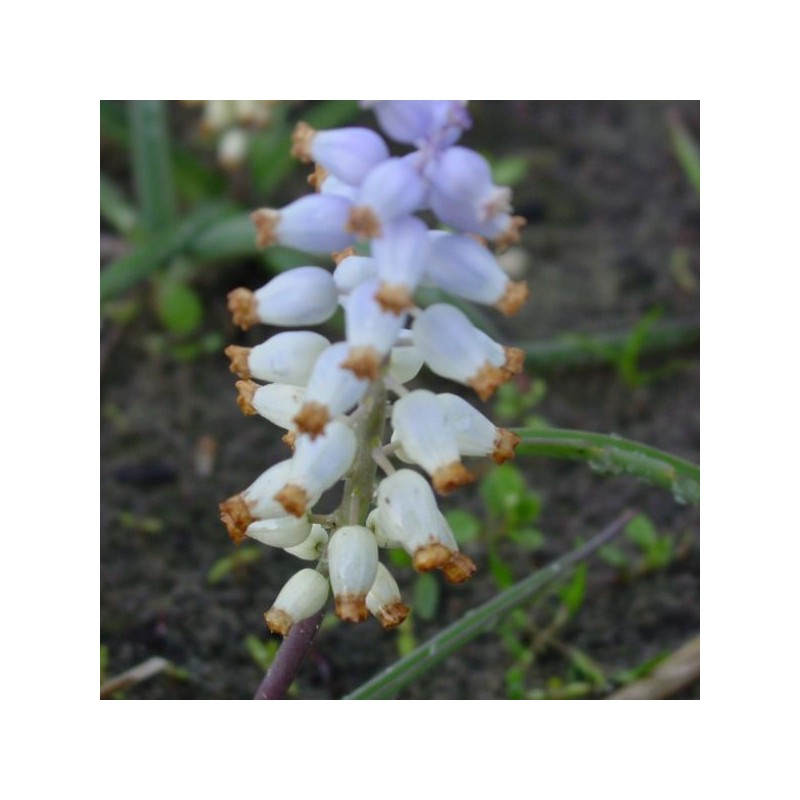 Muscari muscarimi Muscari muscarimi