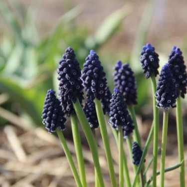 Muscari neglectum Muscari neglectum
