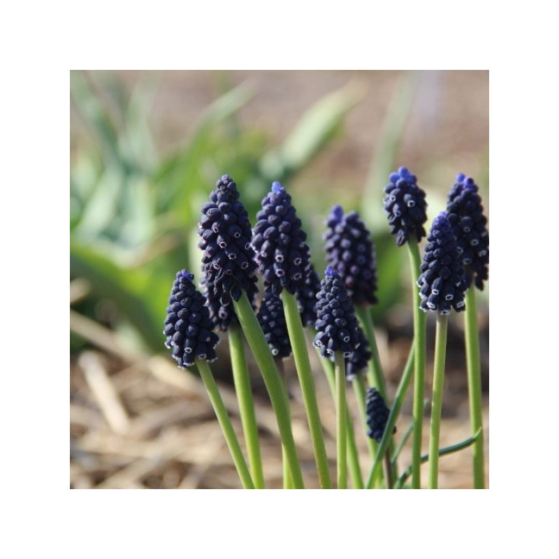 Muscari neglectum Muscari neglectum