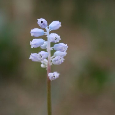 Muscari parviflorum