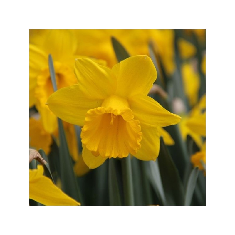 Narcissus ' Sint Victor'