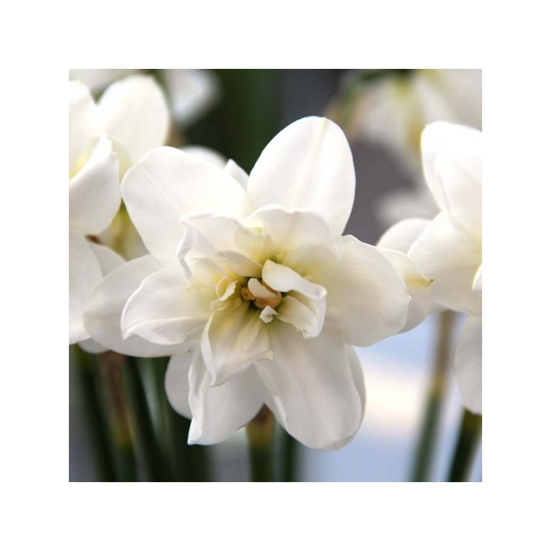 Narcissus 'Albus Plenus Odoratus' Narcissus 'Albus Plenus Odoratus'