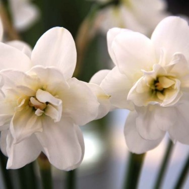 Narcissus 'Albus Plenus Odoratus' Narcissus 'Albus Plenus Odoratus'