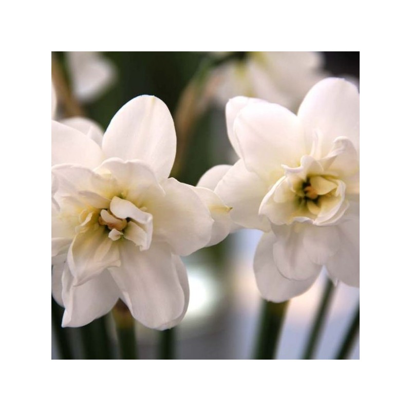 Narcissus 'Albus Plenus Odoratus' Narcissus 'Albus Plenus Odoratus'