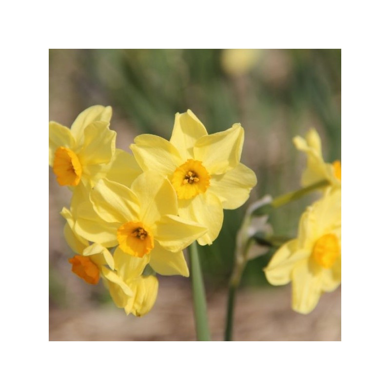 Narcissus 'Canary Bird'