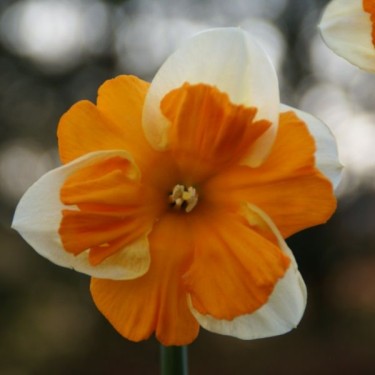Narcissus 'Centannees'