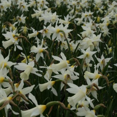 Narcissus 'Elka' Narcissus 'Elka'