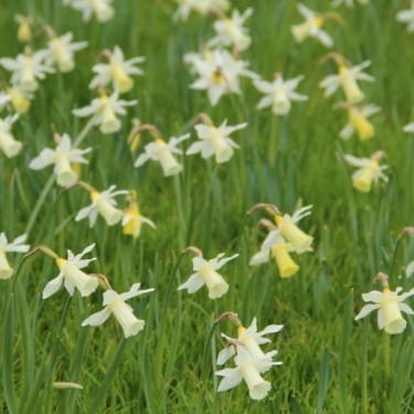 Narcissus 'Elka' Narcissus 'Elka'