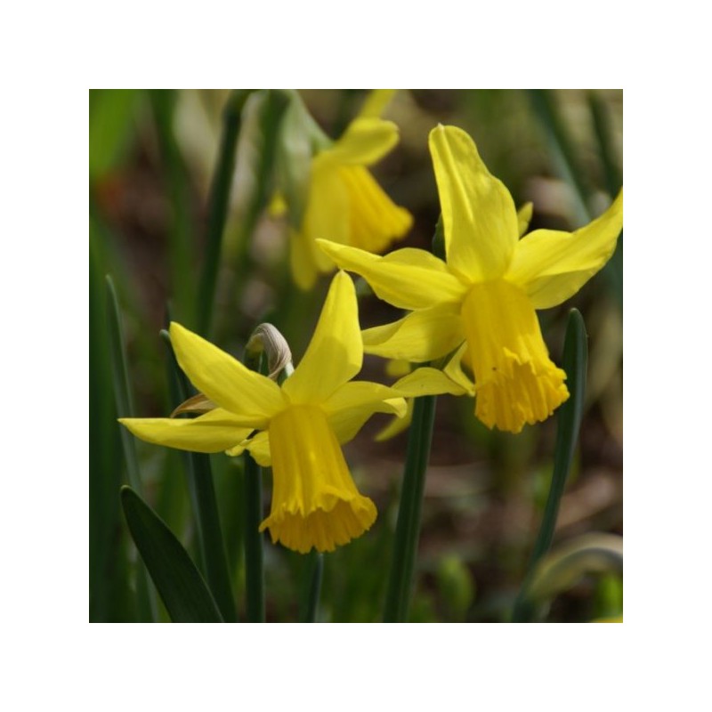 Narcissus 'February Gold'