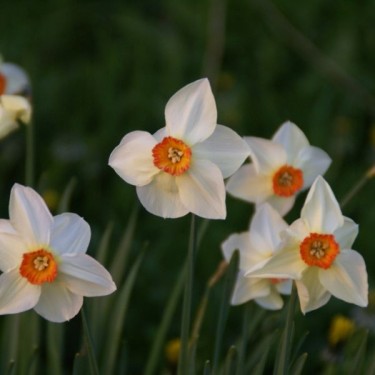 Narcissus 'Firetail' Narcissus 'Firetail'