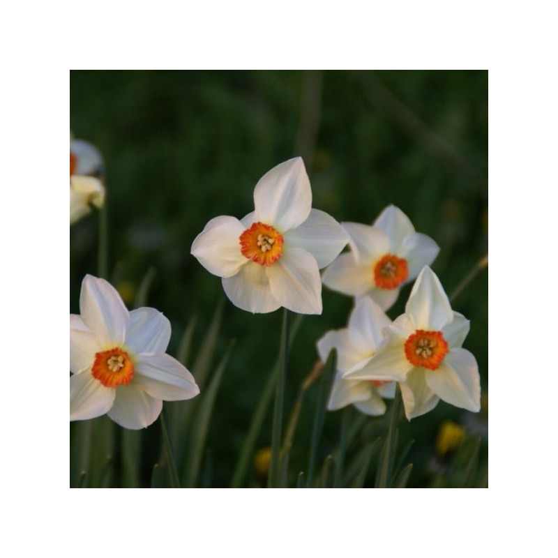 Narcissus 'Firetail' Narcissus 'Firetail'