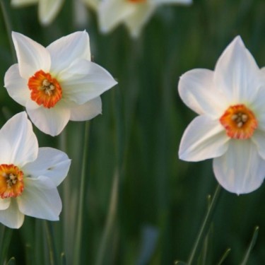 Narcissus 'Firetail' Narcissus 'Firetail'