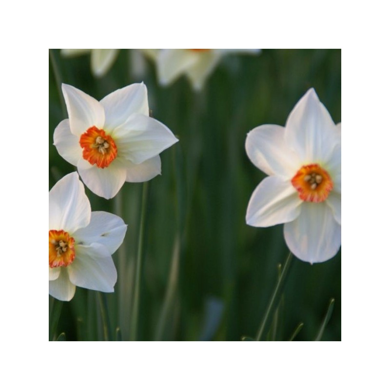 Narcissus 'Firetail' Narcissus 'Firetail'