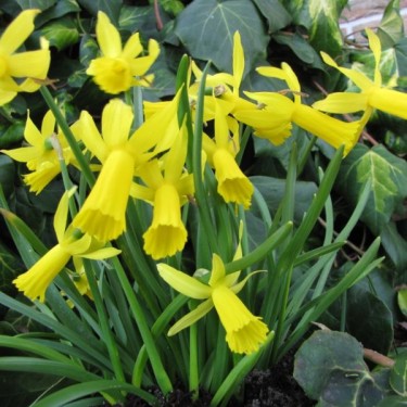 Narcissus 'Mite' 