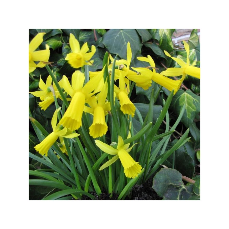 Narcissus 'Mite' 