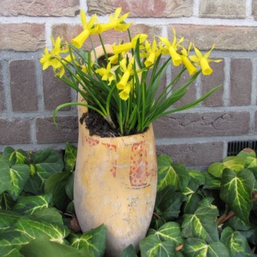 Narcissus 'Mite' 