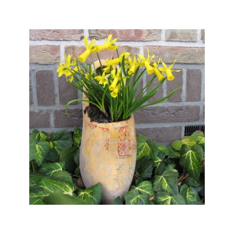 Narcissus 'Mite' 