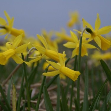 Narcissus 'Mite' 