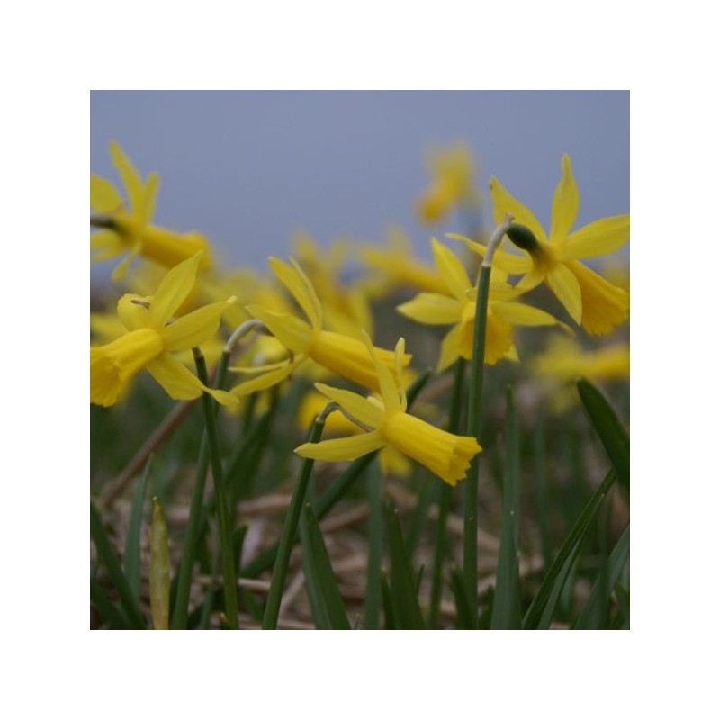 Narcissus 'Mite' 