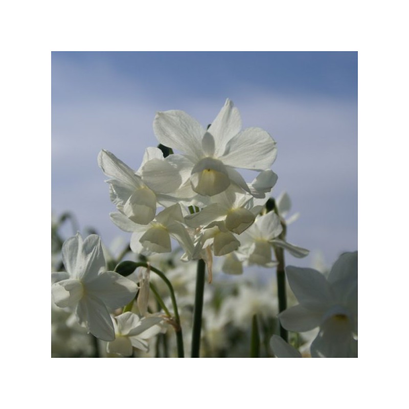 Narcissus 'Petrel'
