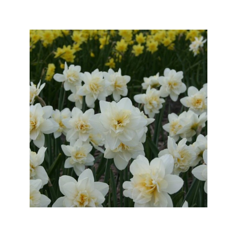 Narcissus 'Poolster'