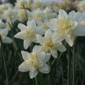 Narcissus 'Poolster'