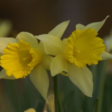 Narcissus 'Princeps'