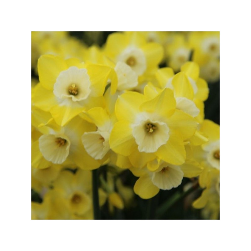 Narcissus 'Regeneration'