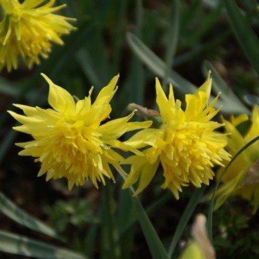Narcissus 'Rip van Winkle'