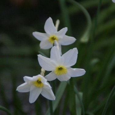 Narcissus 'Segovia' Narcissus 'Segovia'