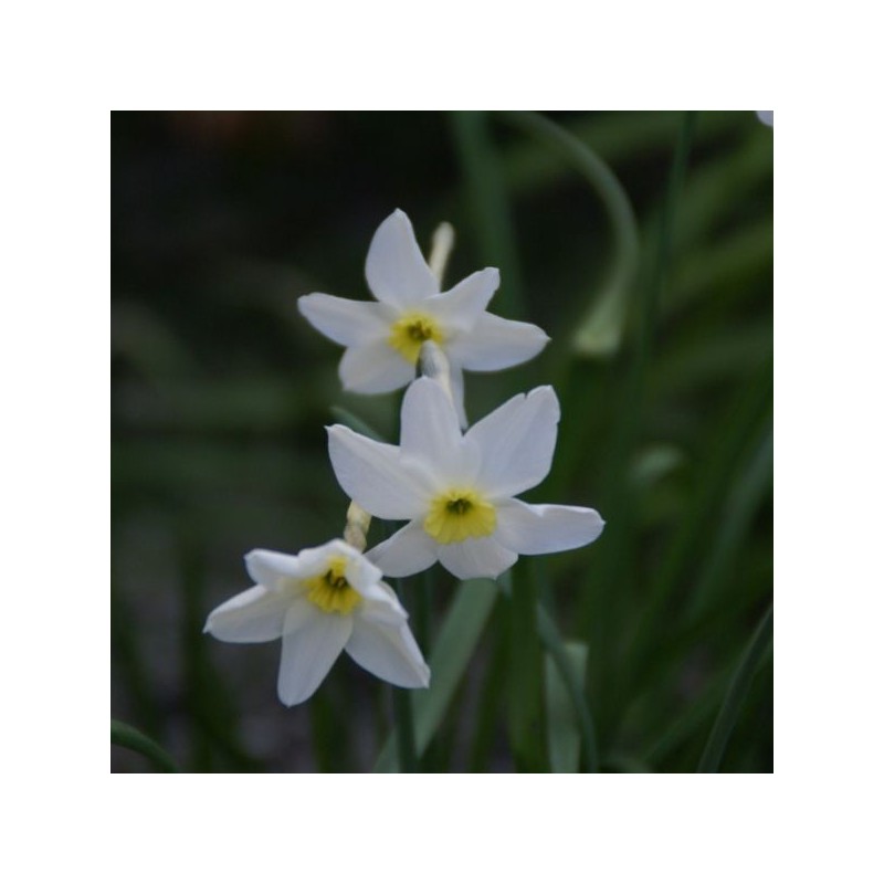 Narcissus 'Segovia' Narcissus 'Segovia'