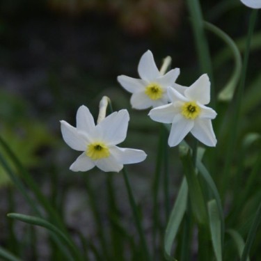 Narcissus 'Segovia' Narcissus 'Segovia'