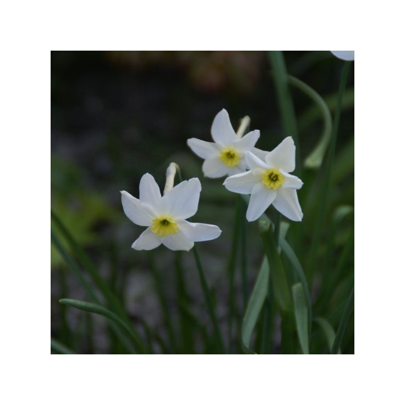 Narcissus 'Segovia' Narcissus 'Segovia'