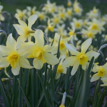 Narcissus 'Sophie's Pride'