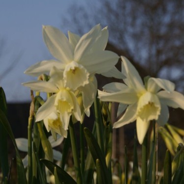 Narcissus 'Thalia'